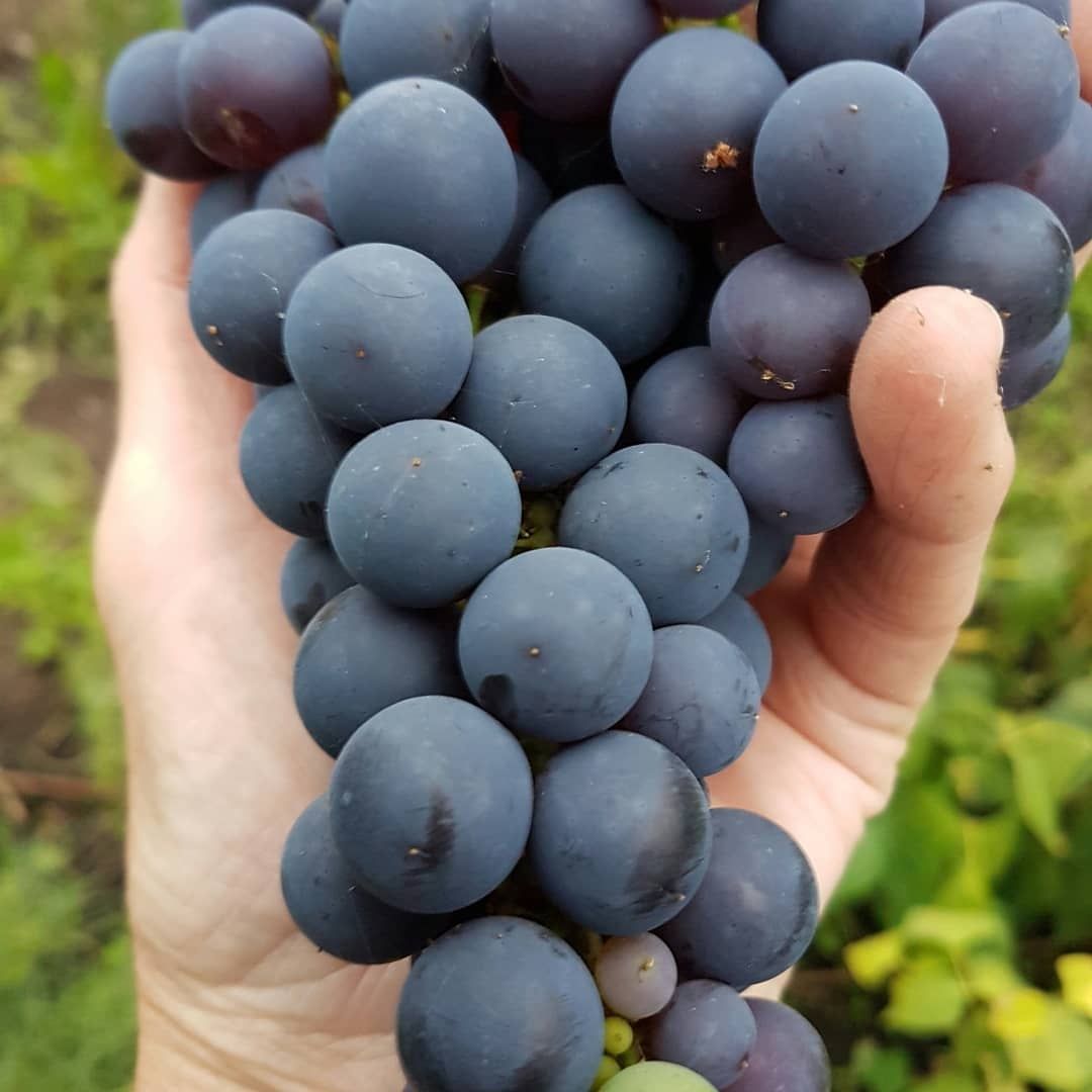 Purple Muscat Grapes