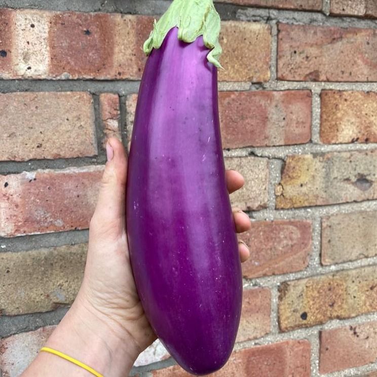 Image of Rosita Aubergine