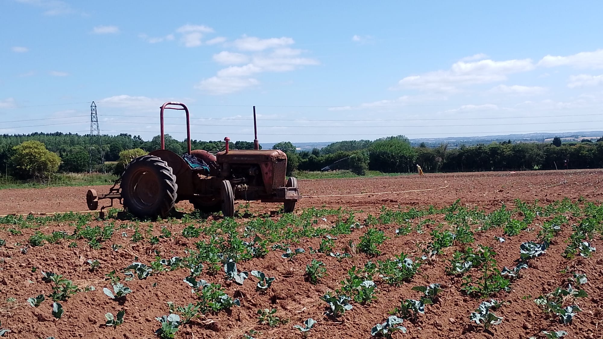 Image of Local Organic Vegetables