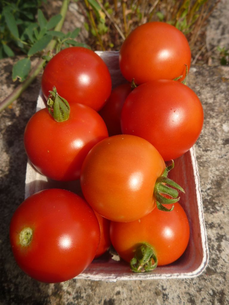 Tomatoes, Salad