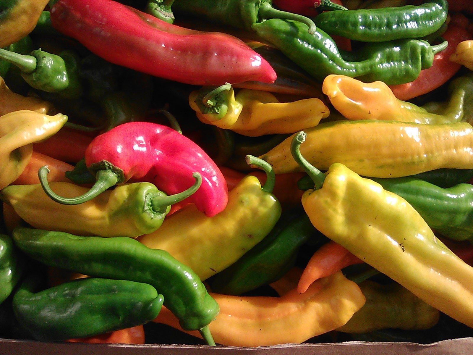 Image of Peppers, pointed - mixed colours