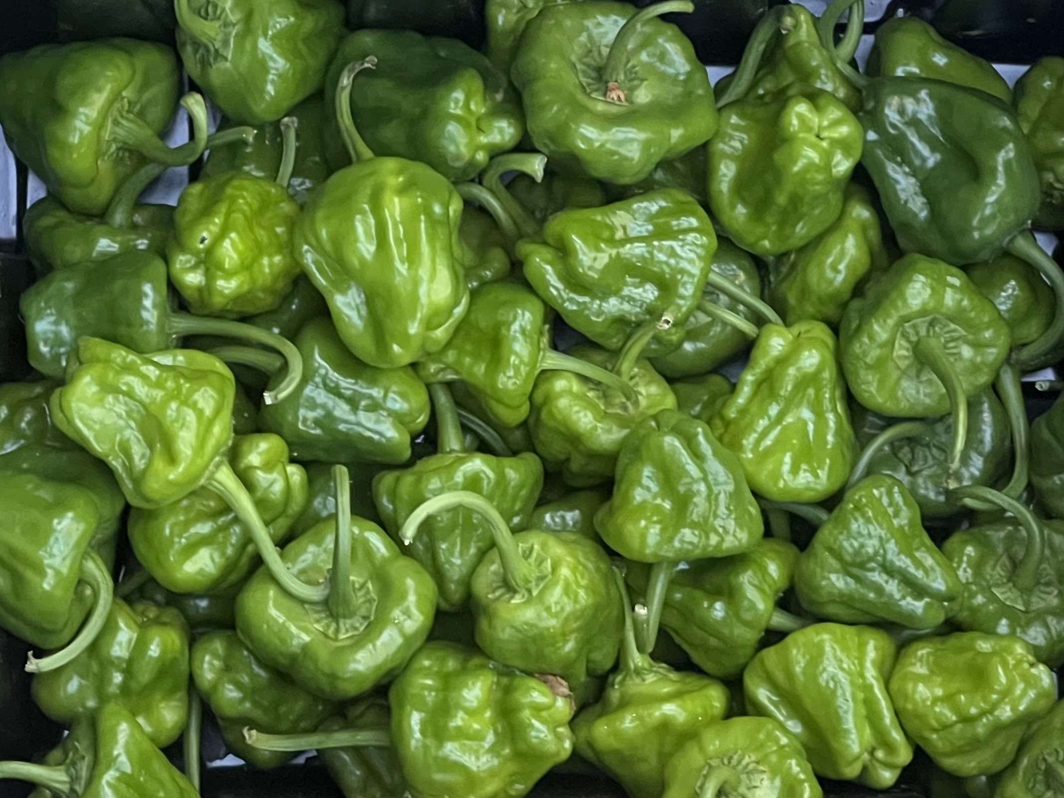 Chilli "Scotch Bonnet"