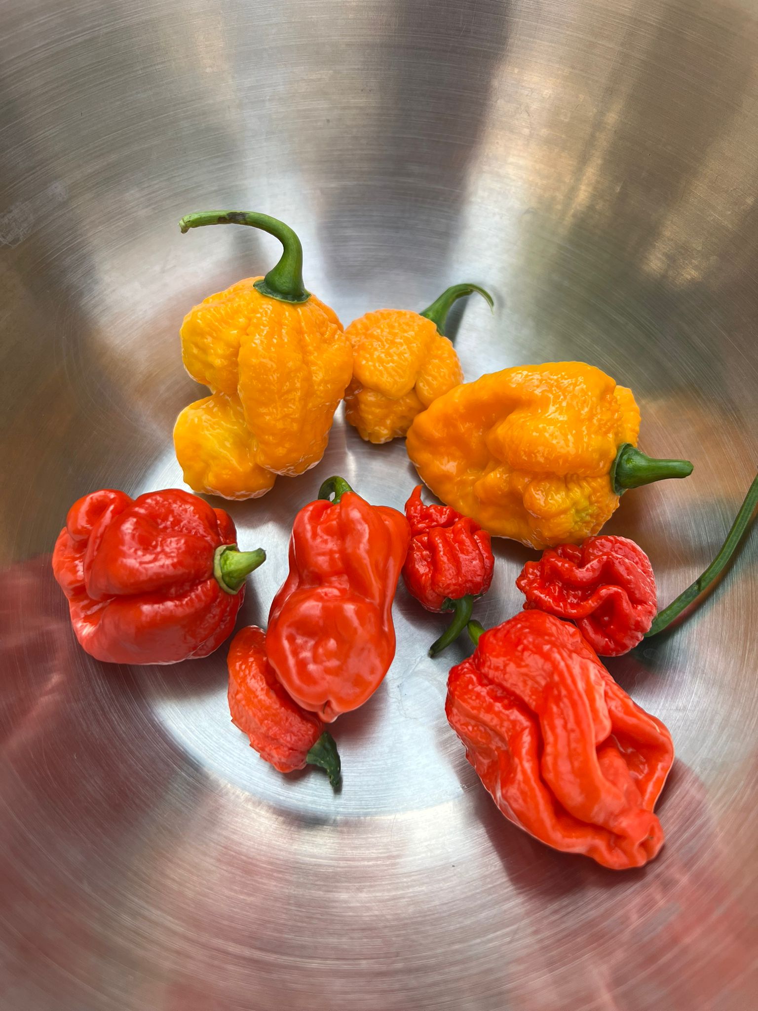 Image of Chilli, Incredibly Hot