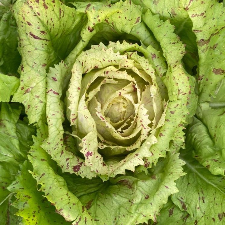 Radicchio Variegata di Castelfranco