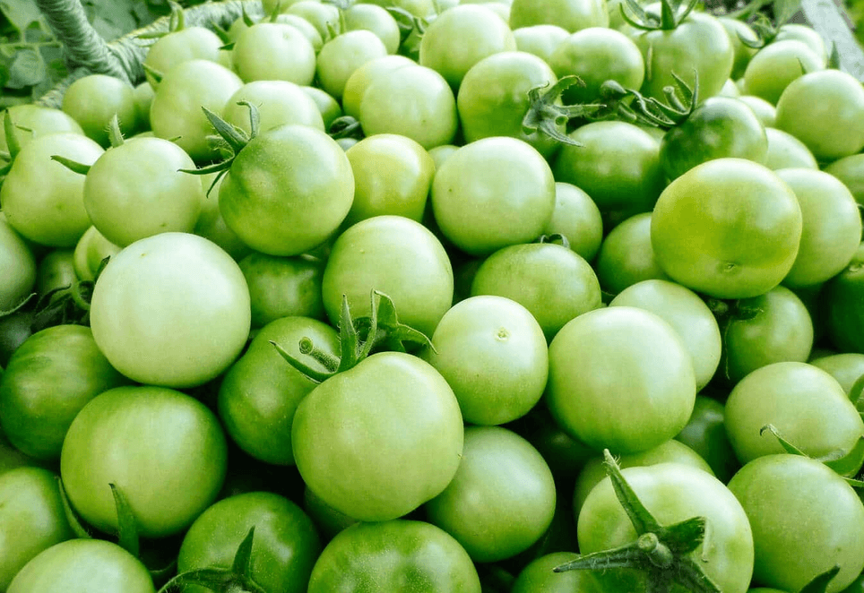 Image of What to do with Green Tomatoes