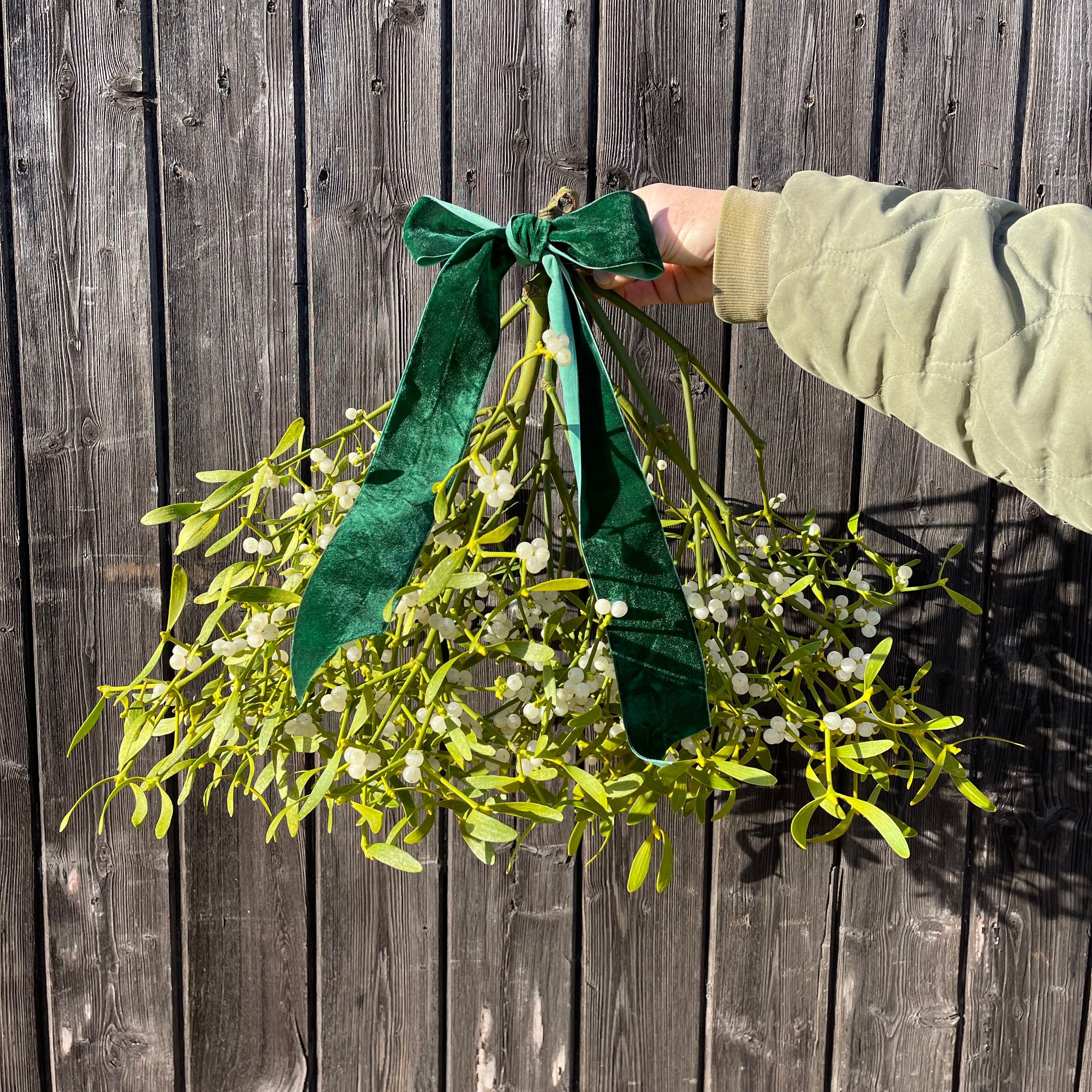 Image of Bunch of Mistletoe