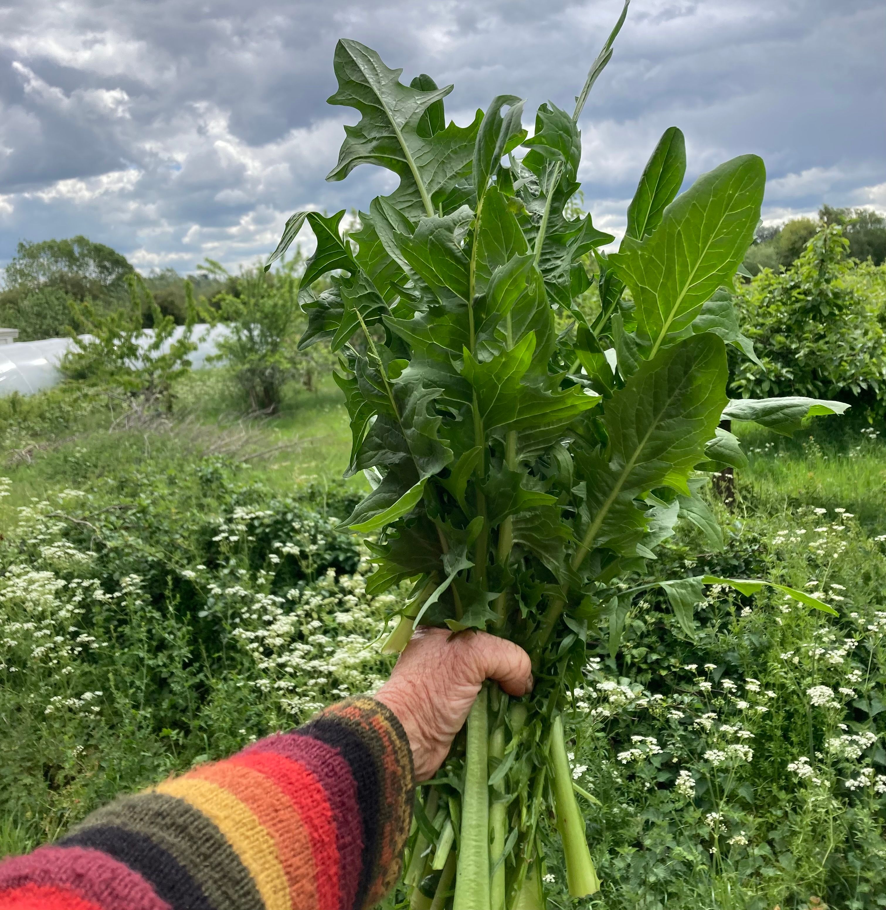 Image of Chicory Aurelia