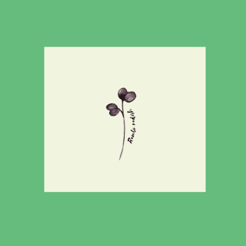 Purple Radish