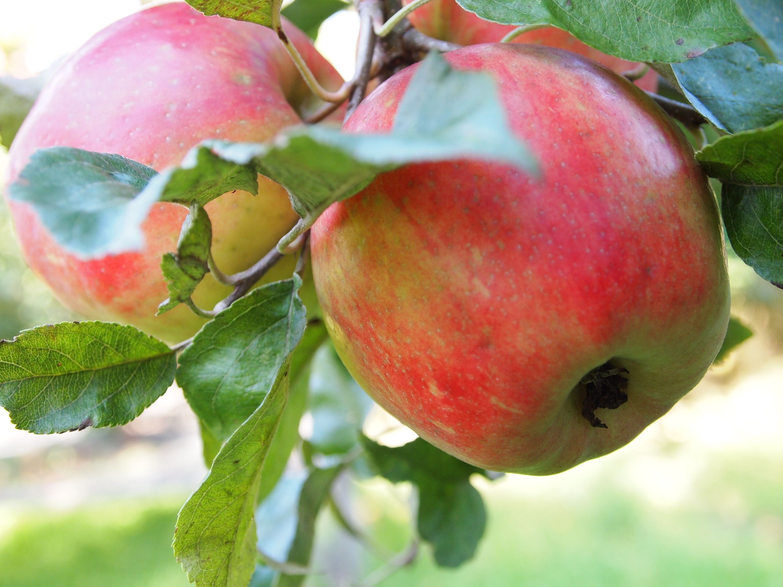 Image of Apples- Honeycrisp 500g (Cwrtycadno Farmhouse)