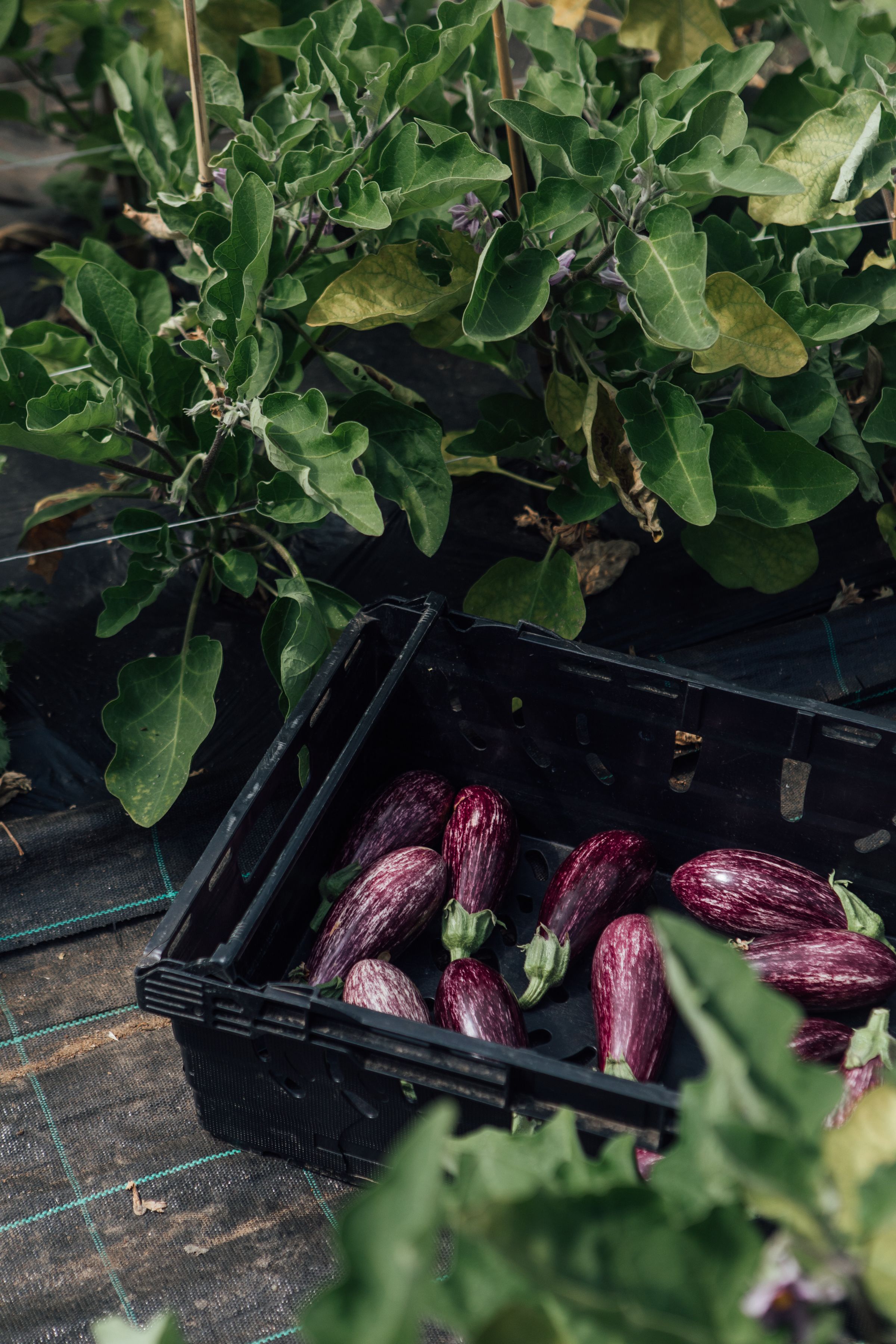 Image of Helen’s Wholegrain Heritage Wheat and Barley Cacao Nib Sablés 