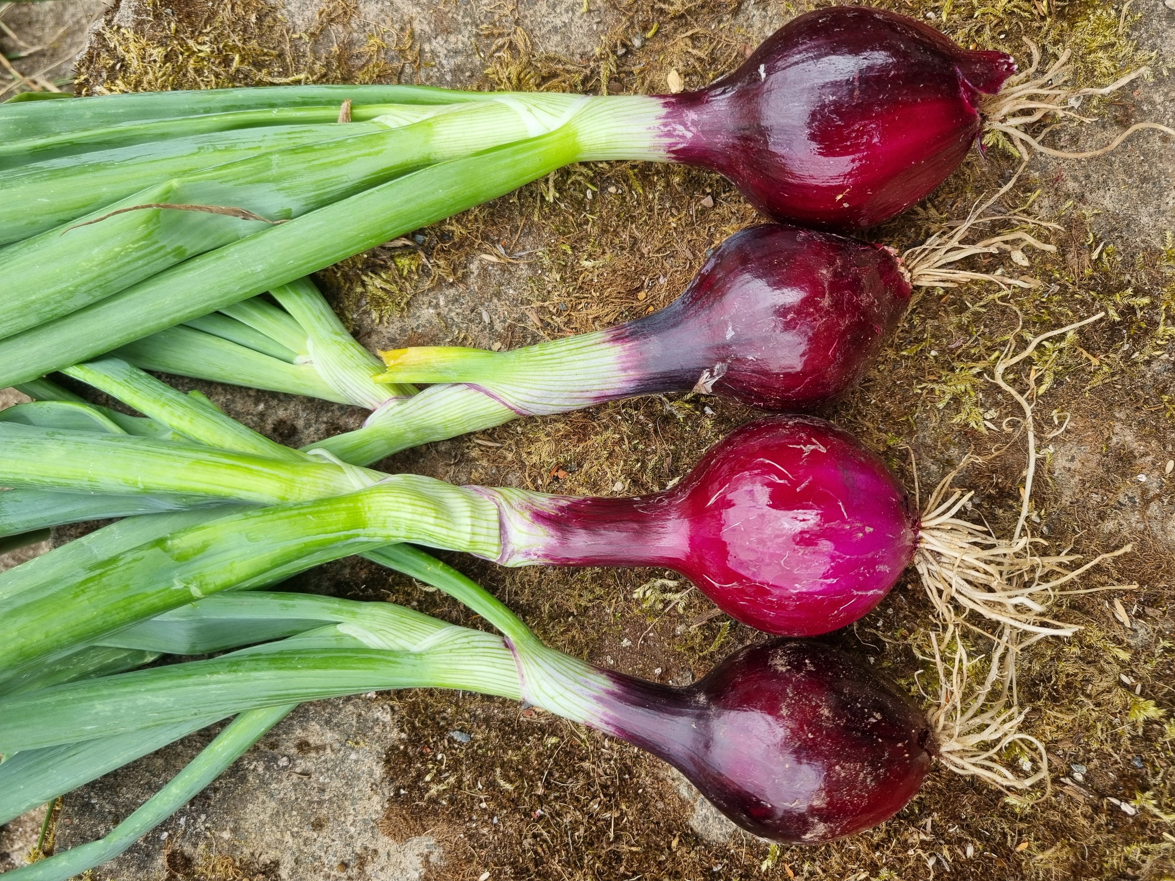 Red Onions