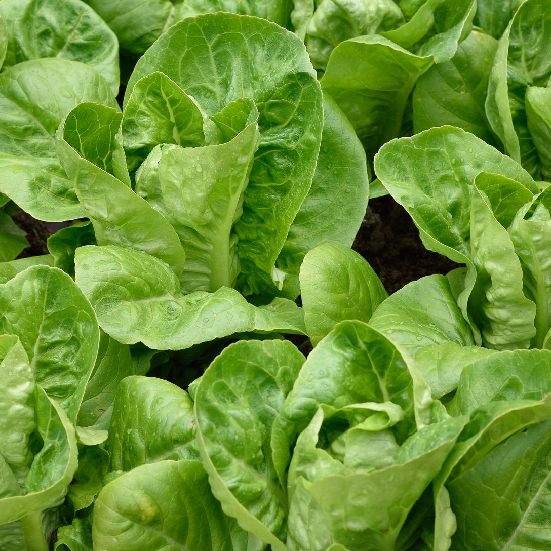 Image of Gem Lettuce (2 Qty)