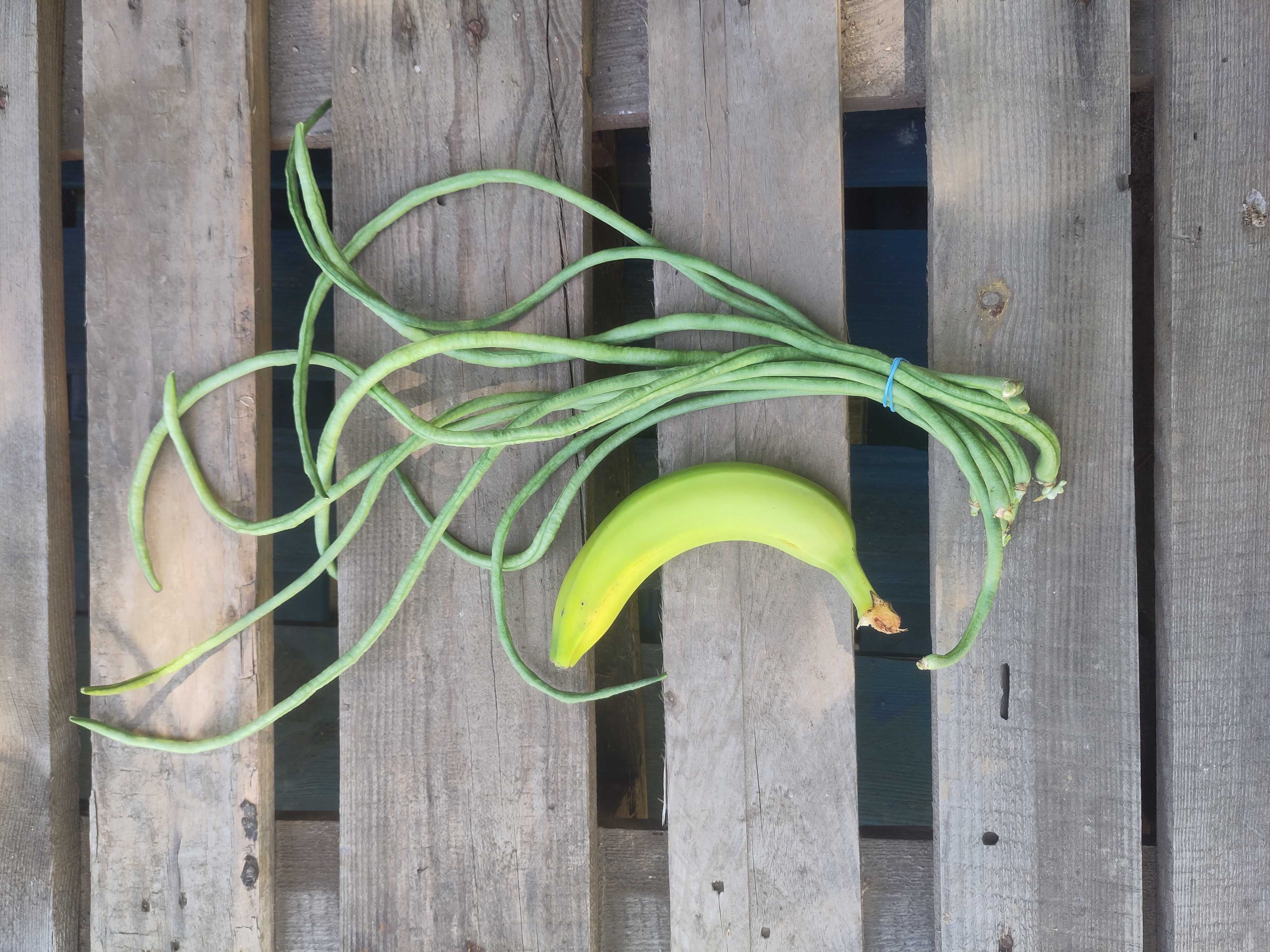 Image of Yard Long Beans (in conversion)