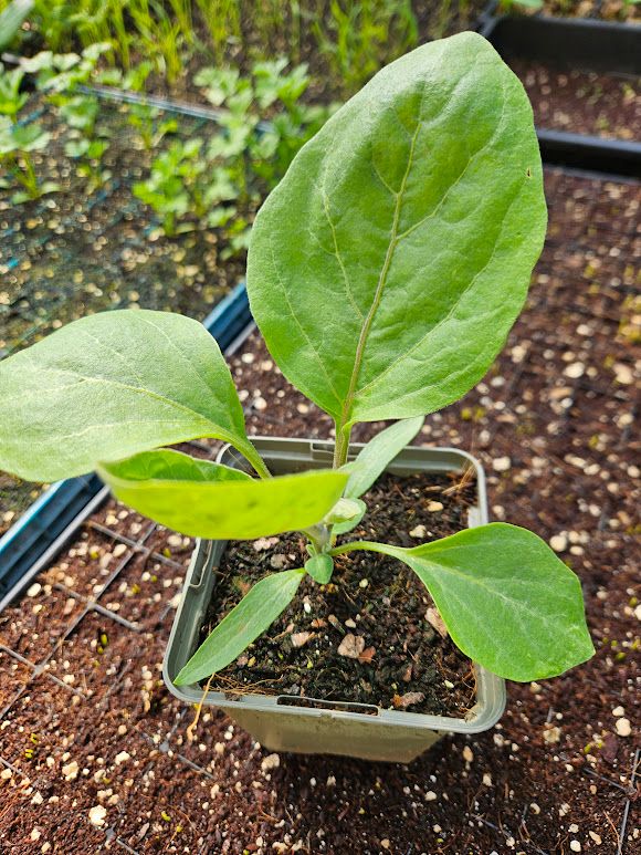 Image of Plants in pots