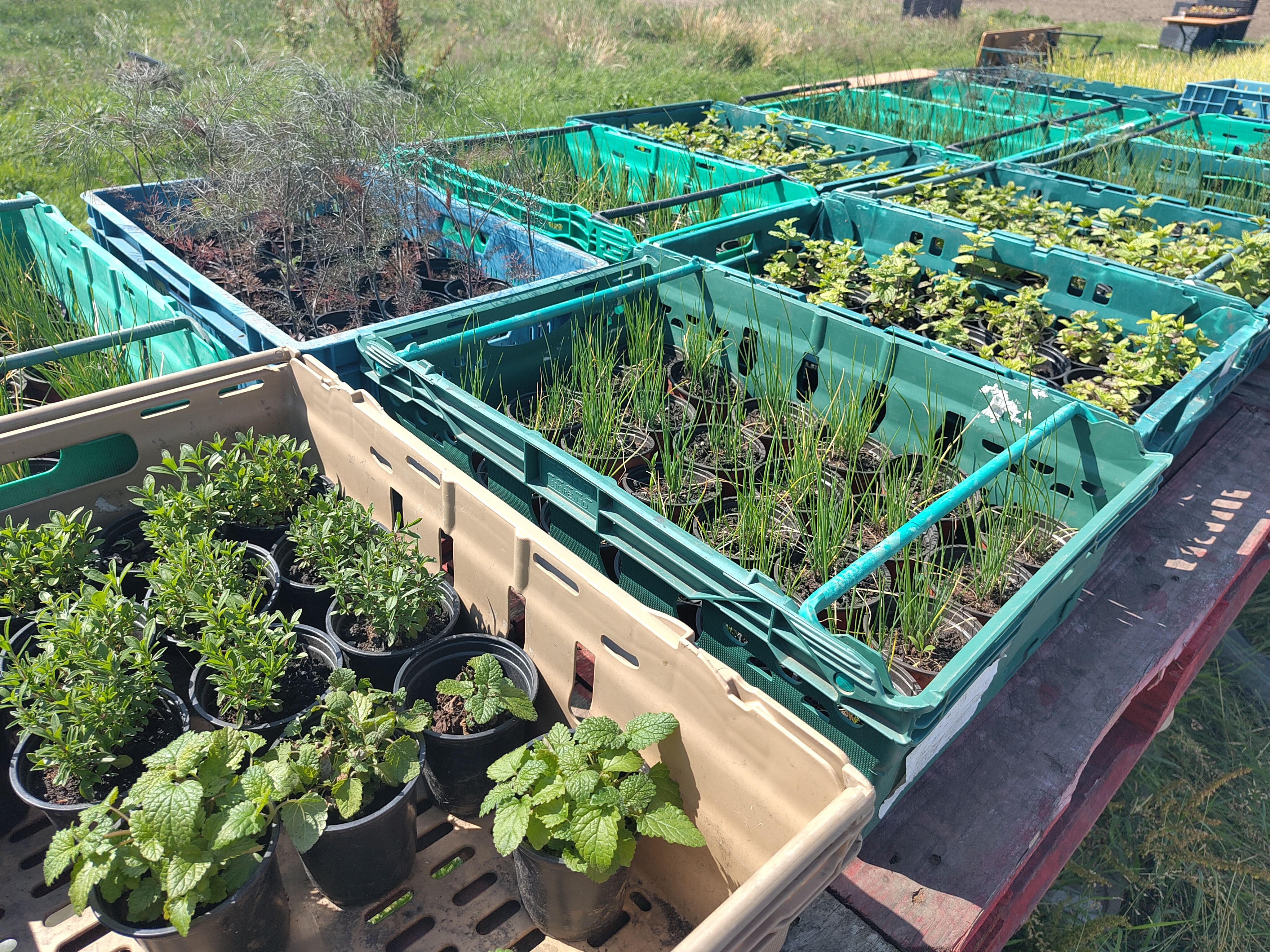 Image of Grow Your Own