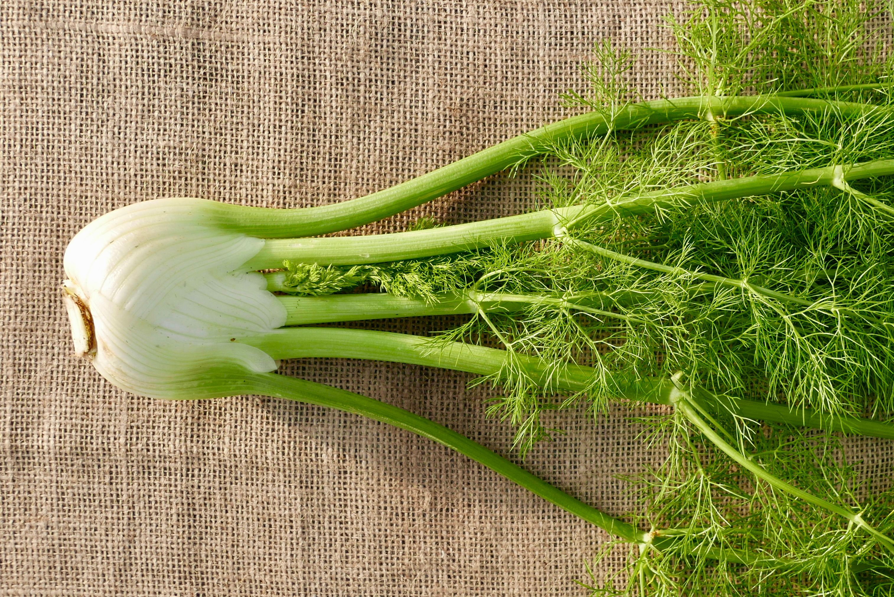 Fennel