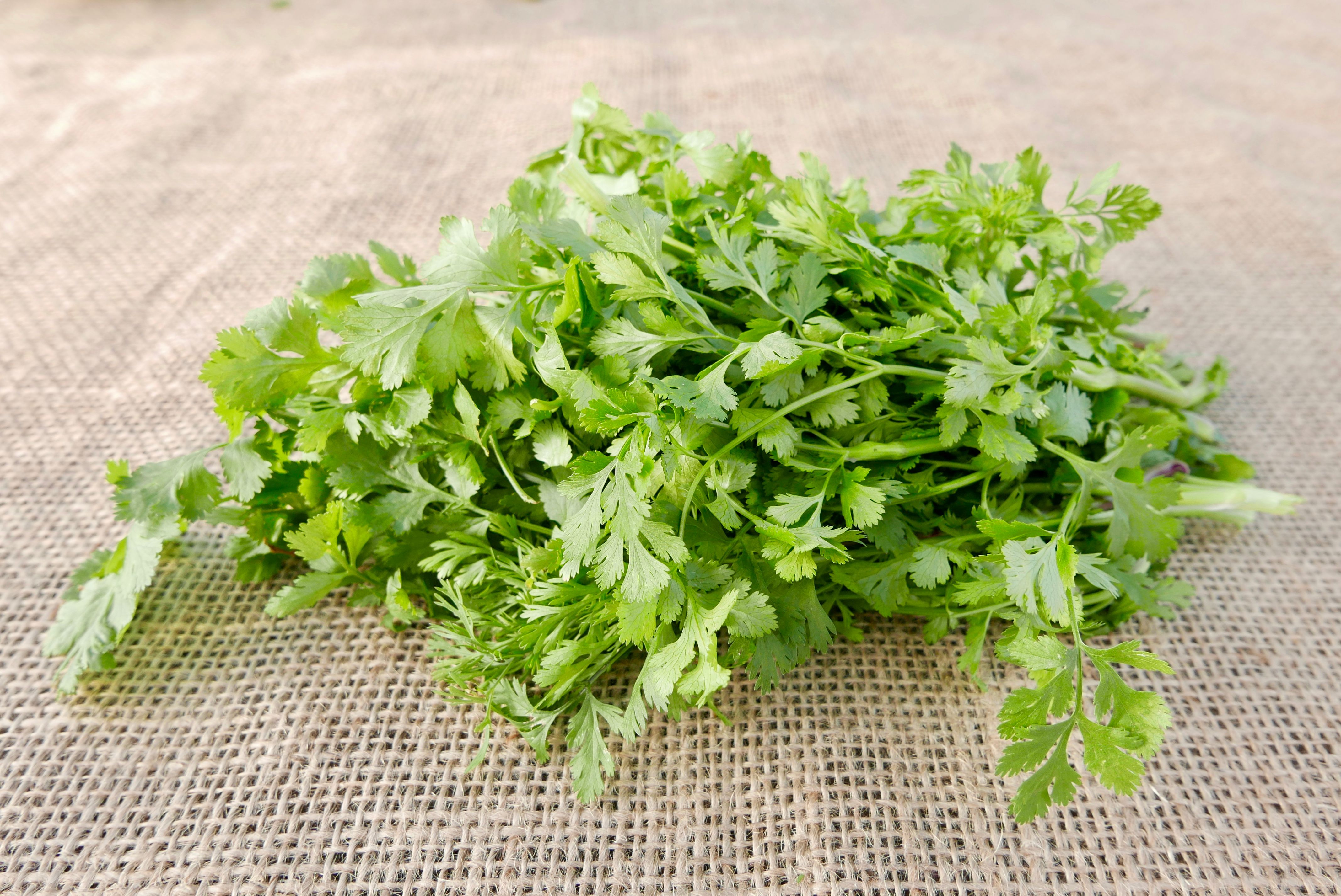Coriander