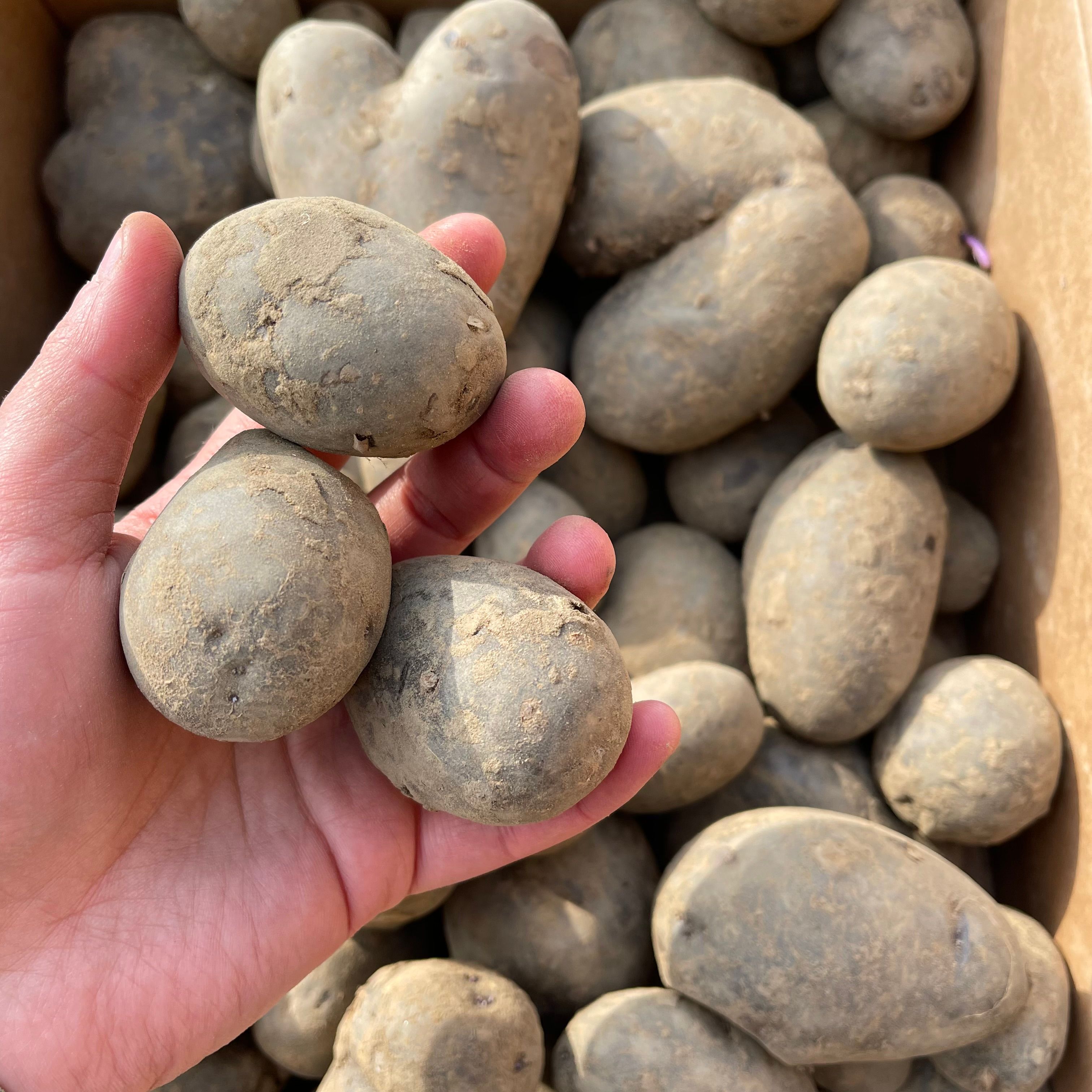 Potatoes Blue Annalise