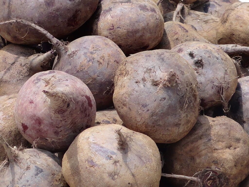 Image of Beetroot