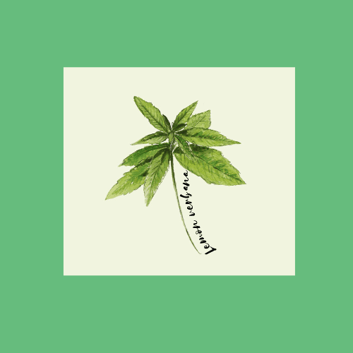 Lemon Verbena