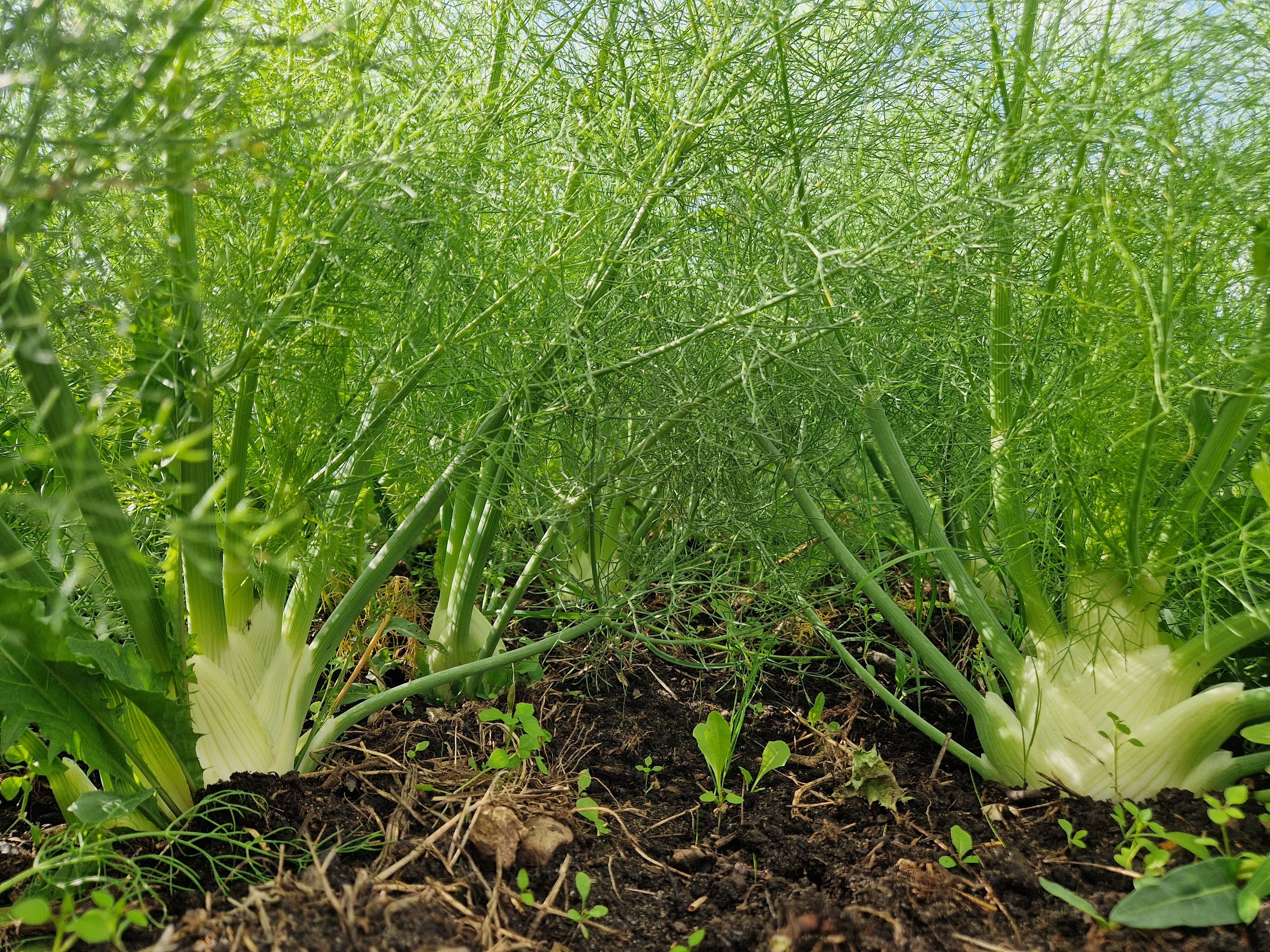 Image of Fennel