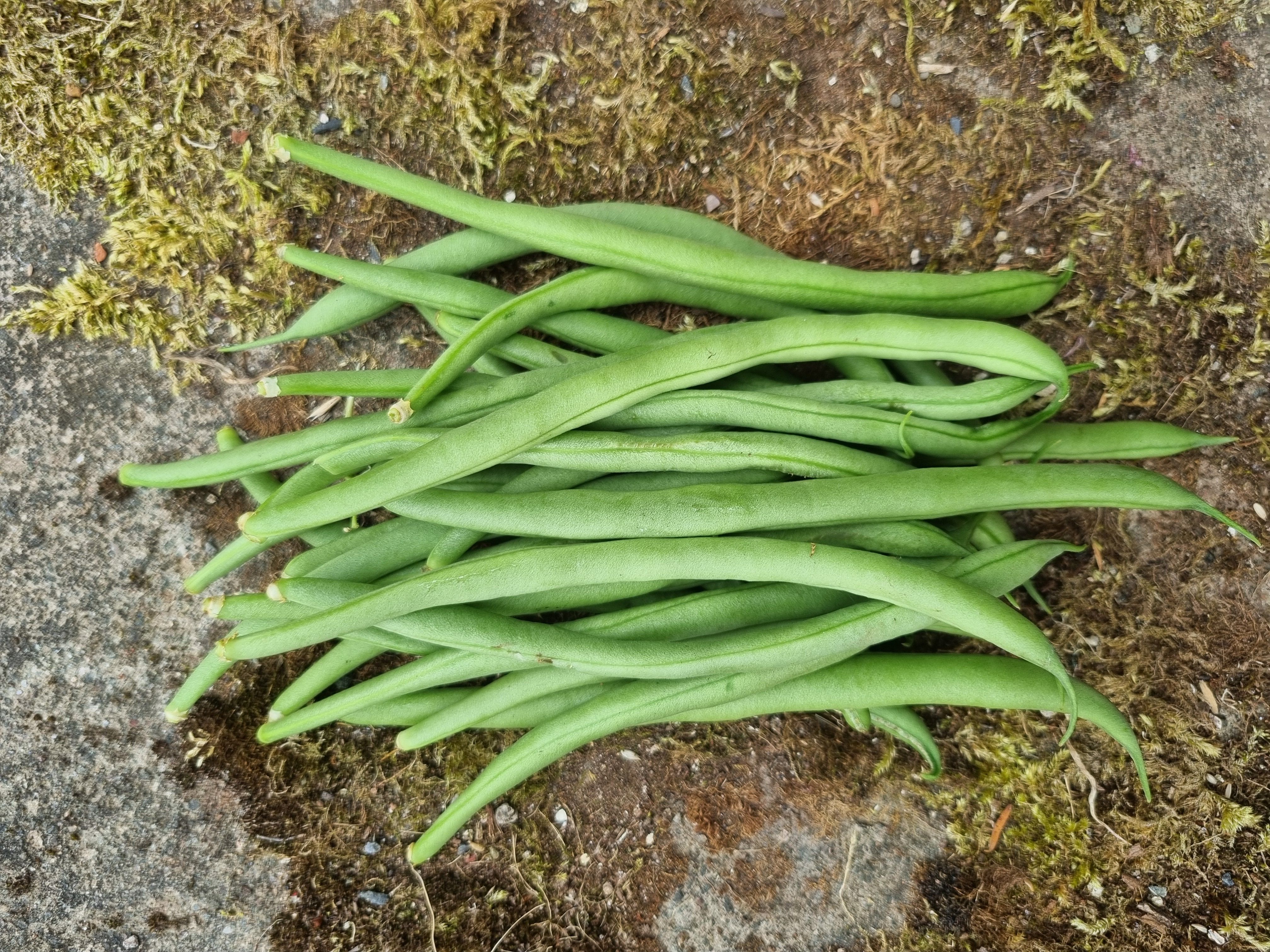 French beans