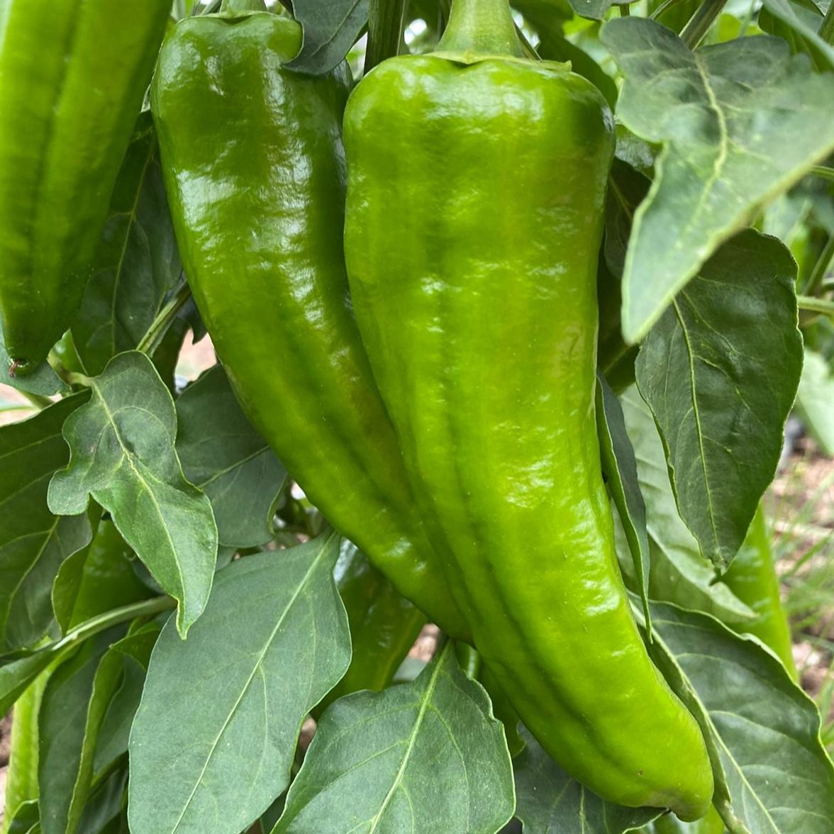 Corno di Toro Peppers (Green)