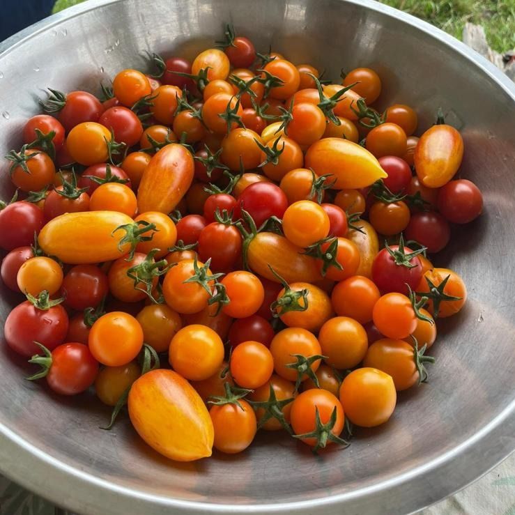 Mixed Cherry Tomatoes