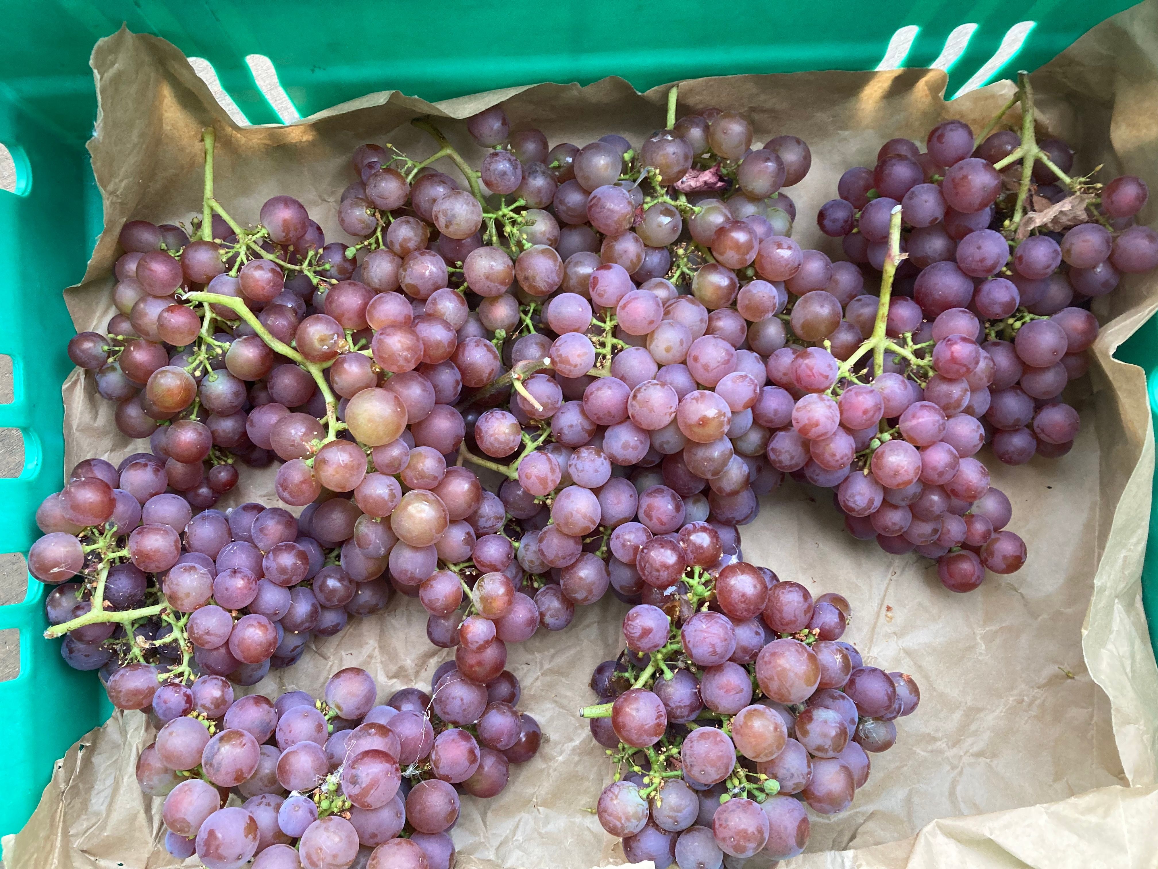 Image of Grapes Seeded