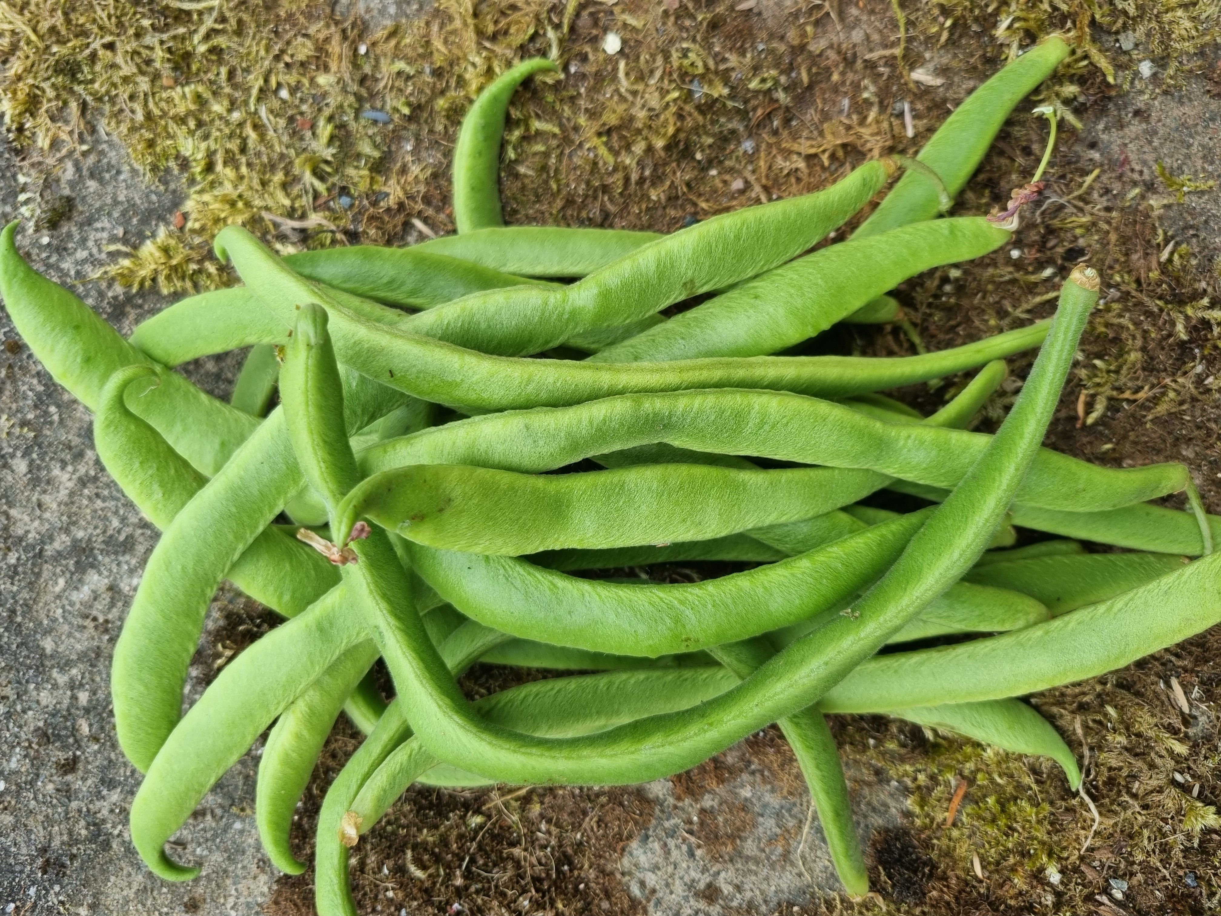 Runner beans