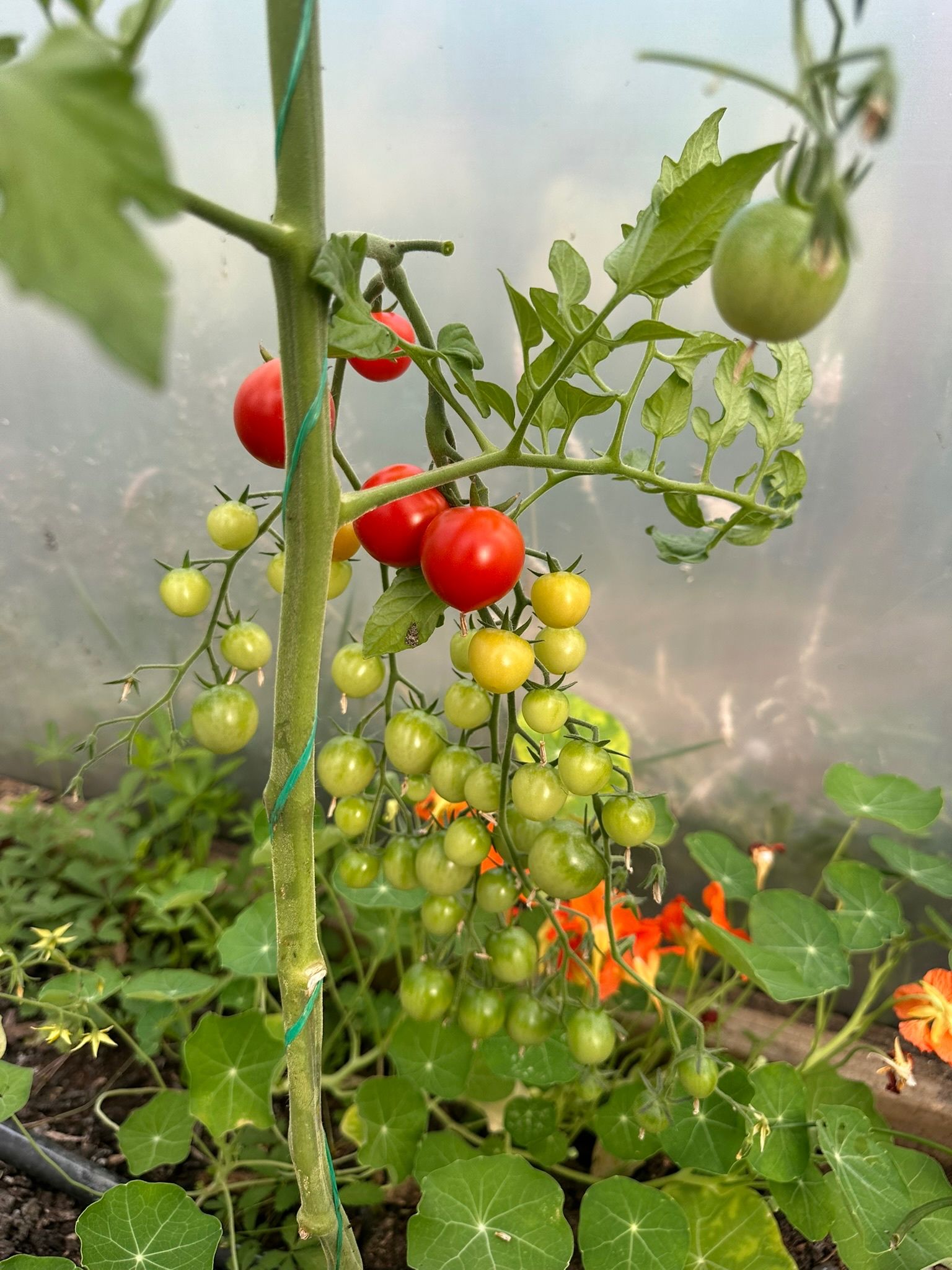 Image of Mixed Tomatoes