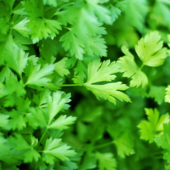 Flat Leaf Parsley (40g)