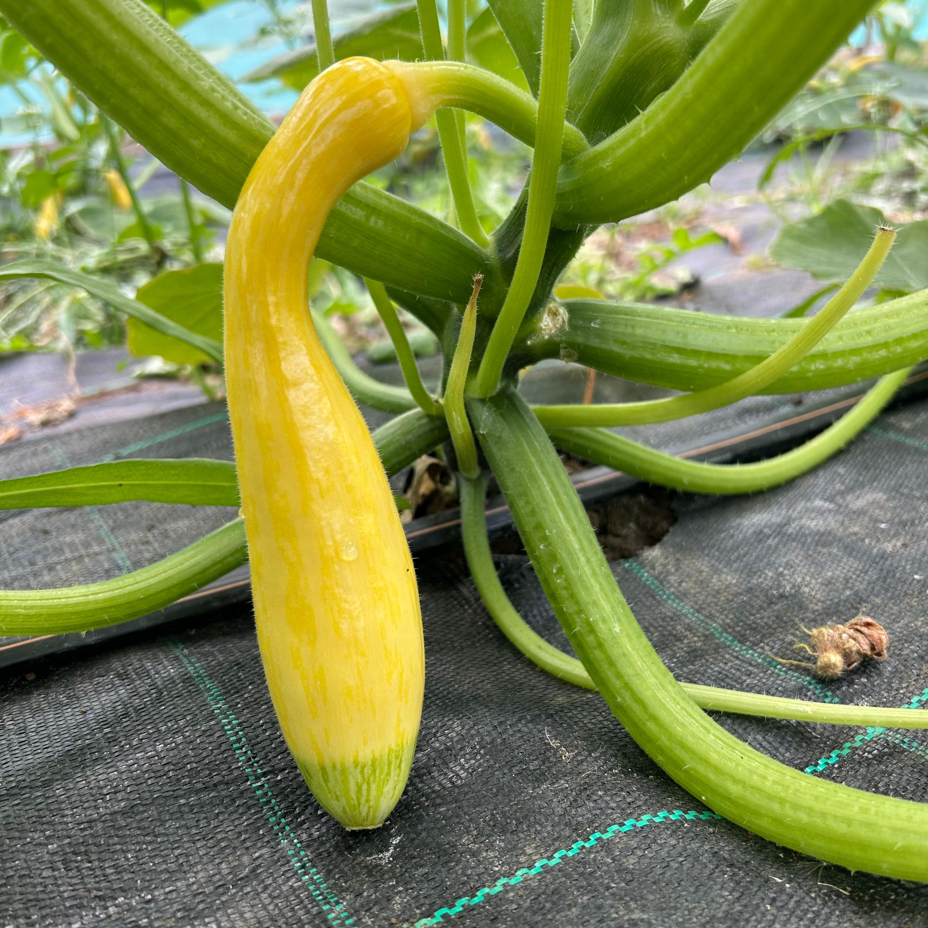 Double Dip Courgettes
