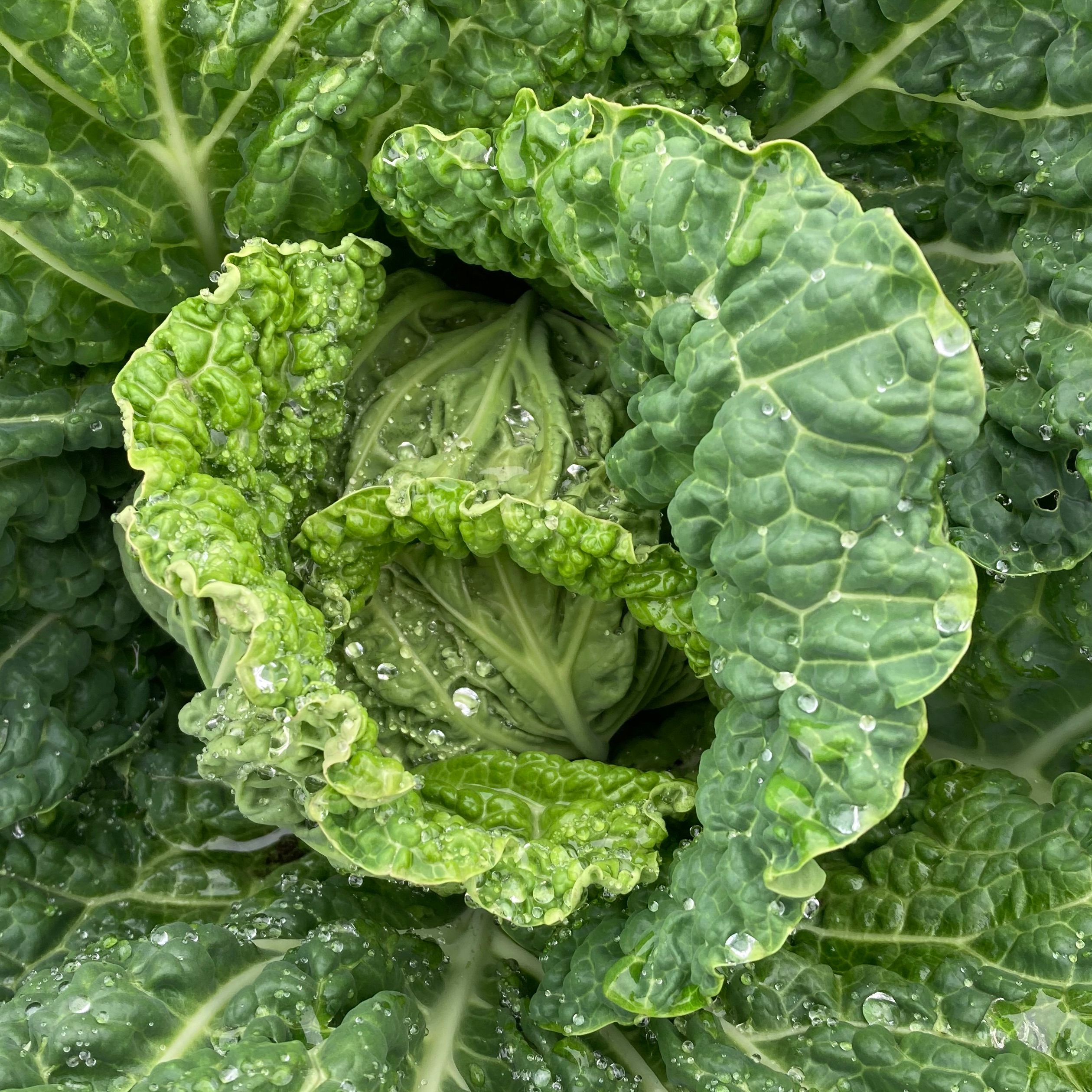 Image of Cabbage - Savoy