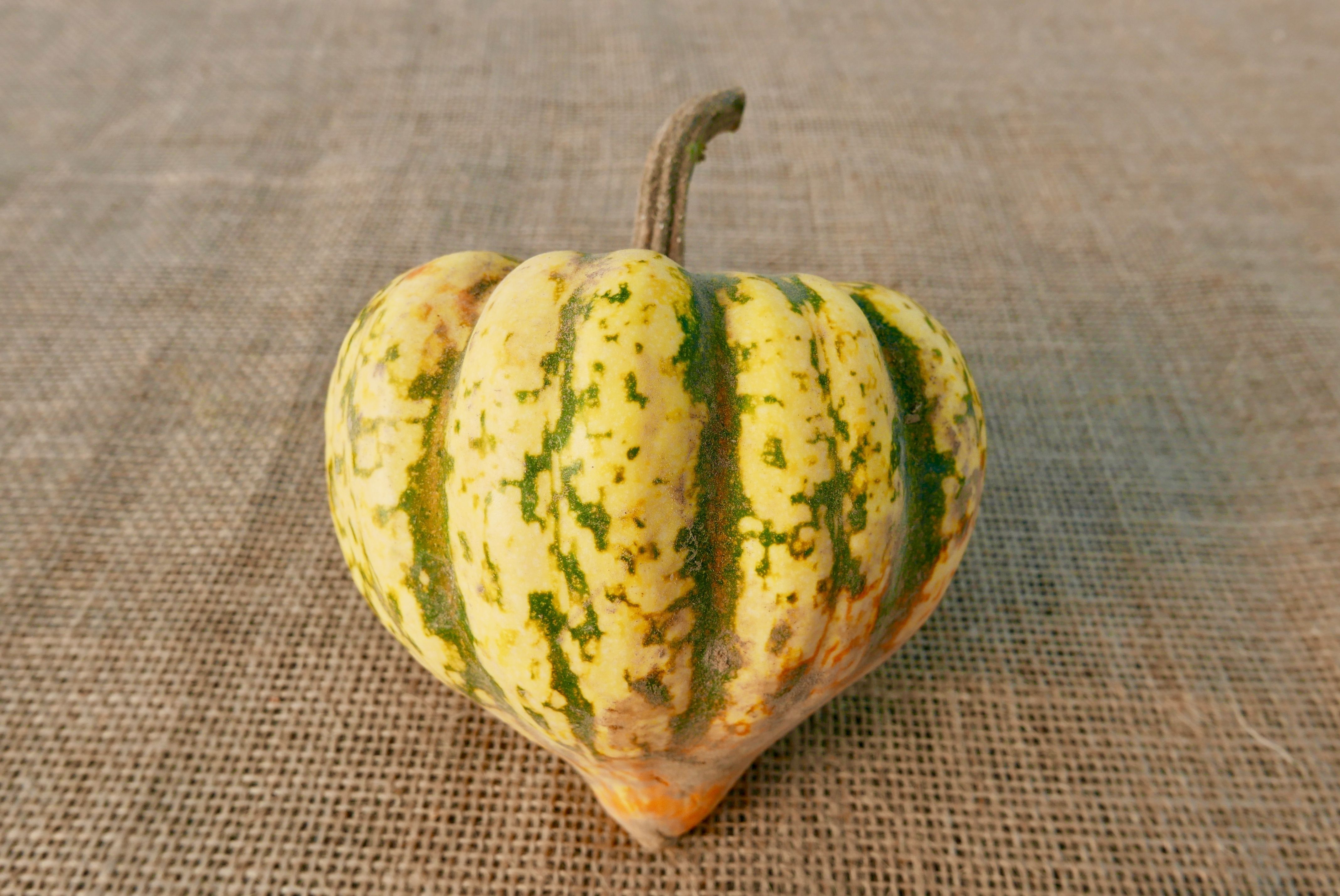 Image of Harlequin Squash
