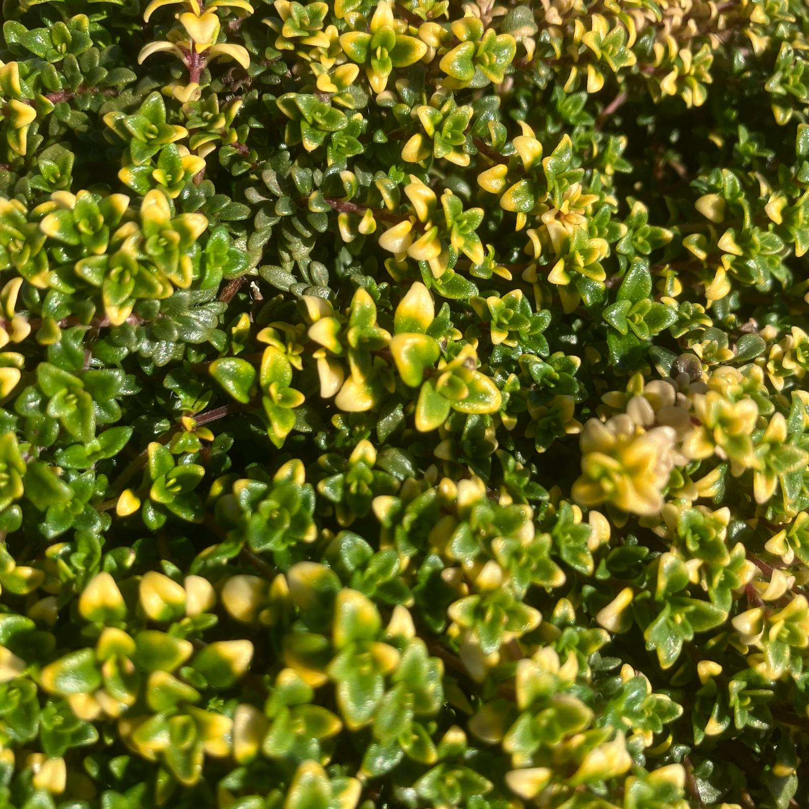 Image of Gold Thyme