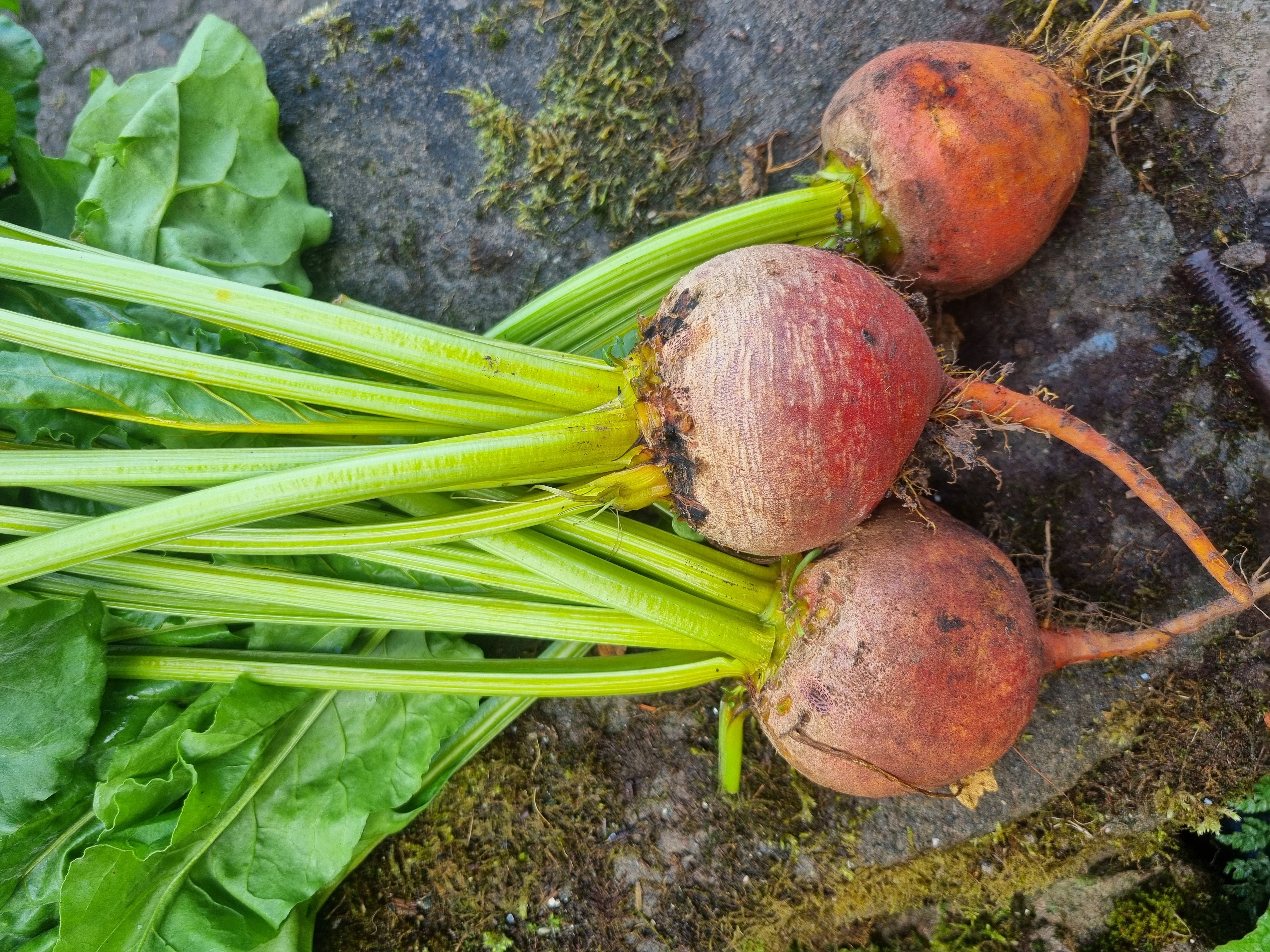 Beetroot - Golden