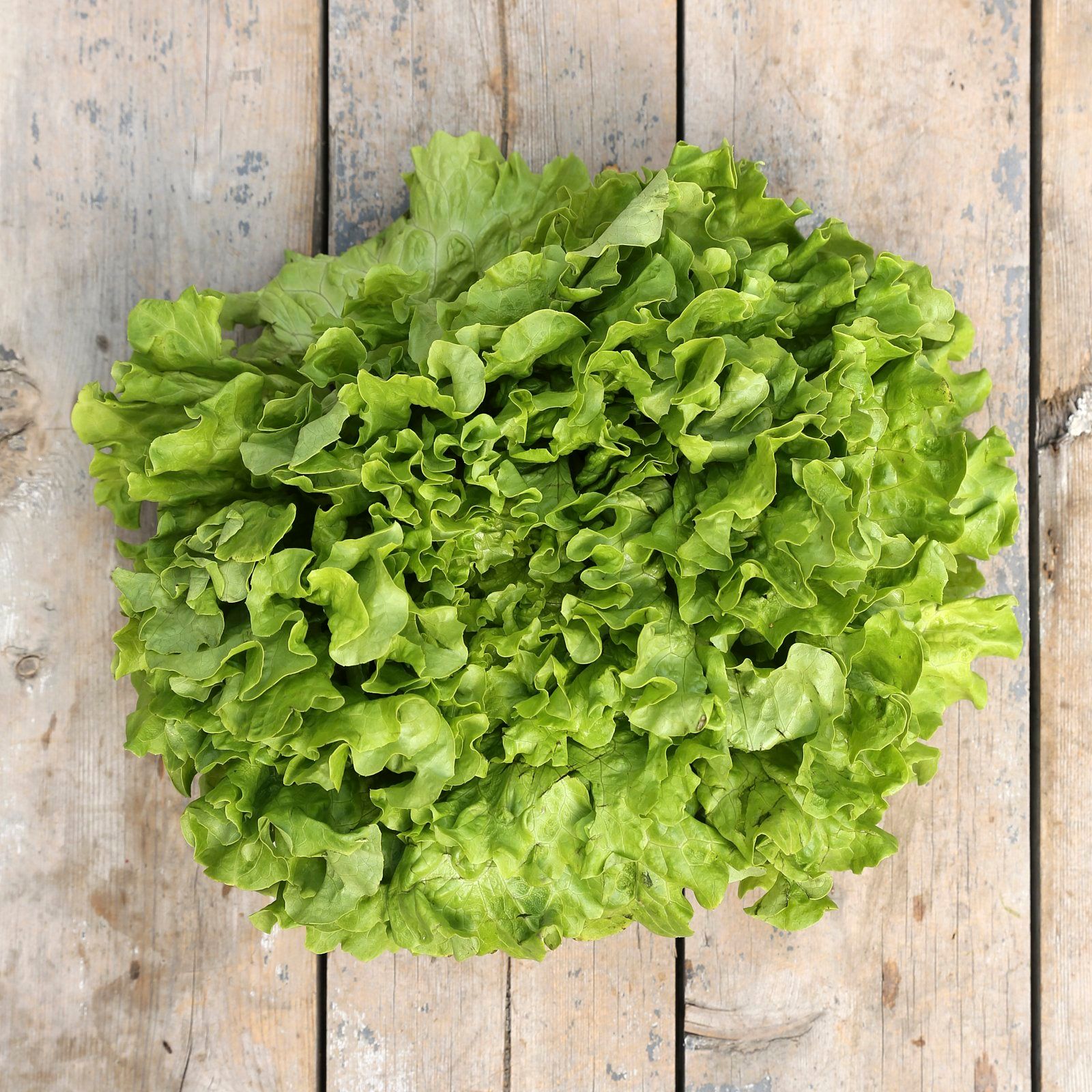 Lettuce