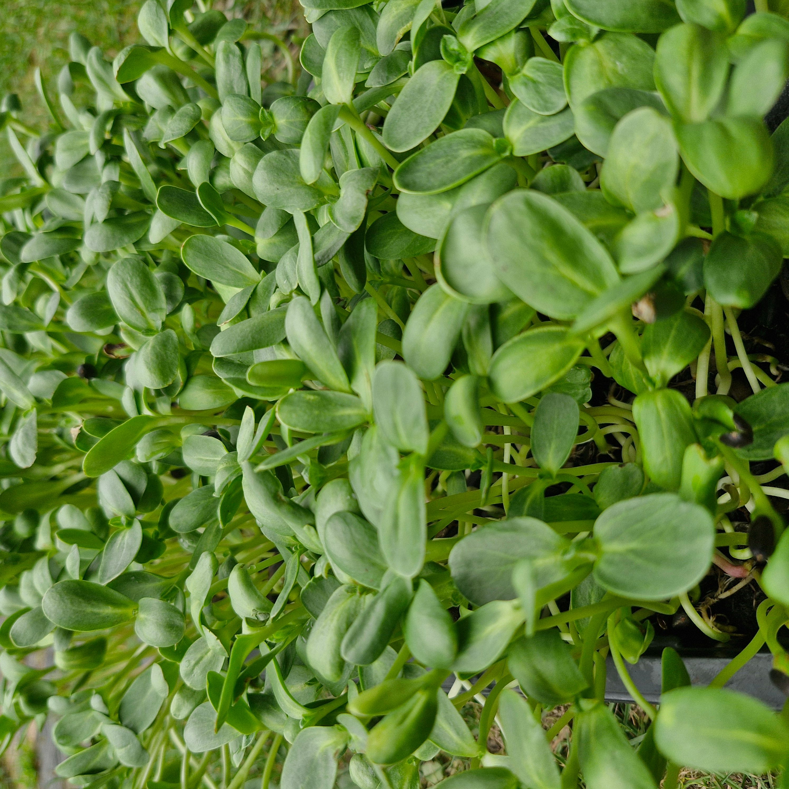 Image of Sunflower Shoots