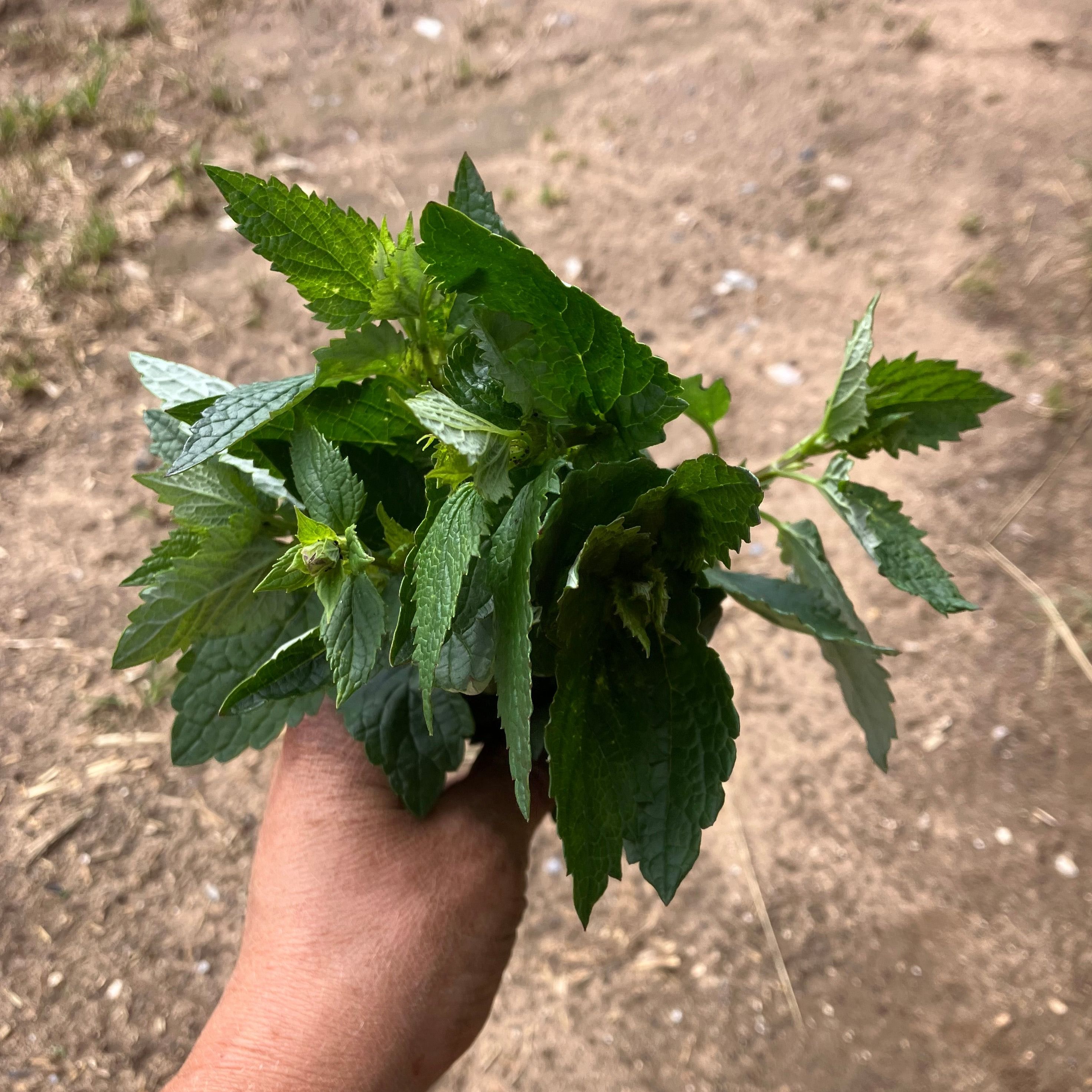 Korean Mint