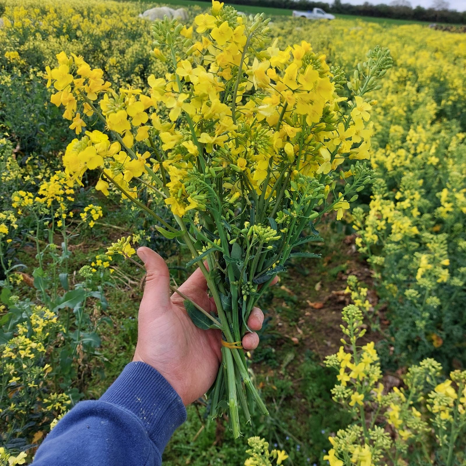Brassica Flowers