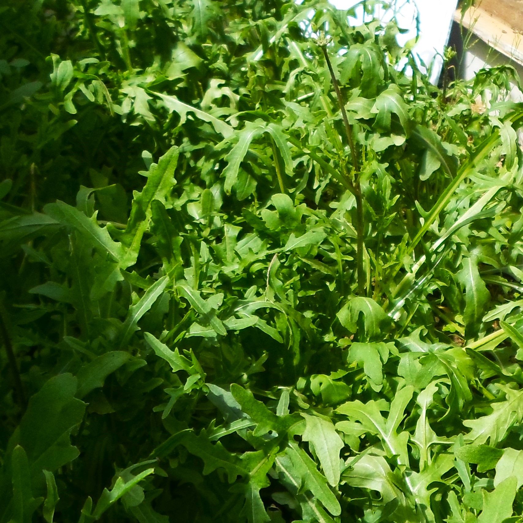 Image of Wild Rocket - Seeds