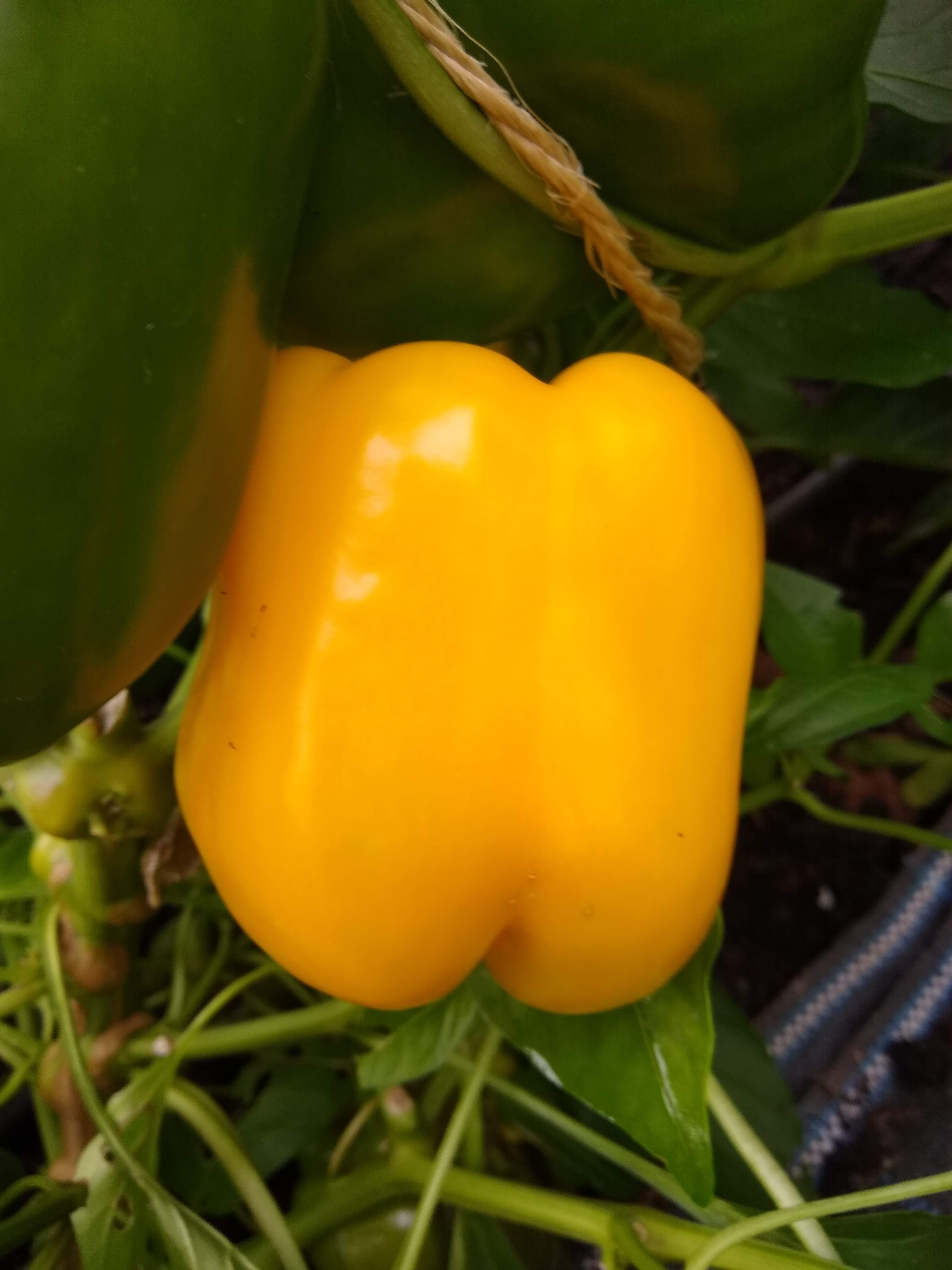 Bell Pepper