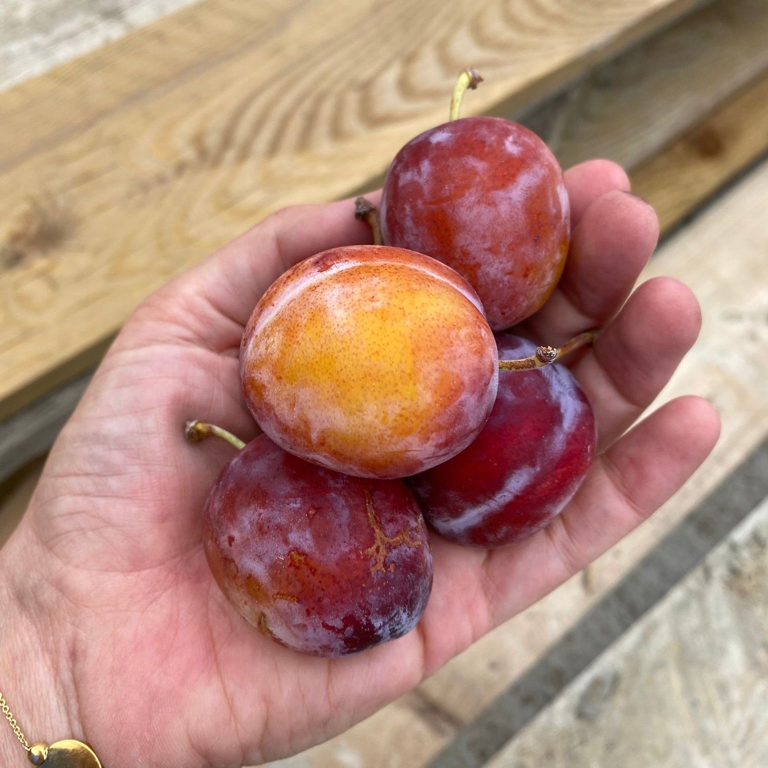 Image of Plums Opal