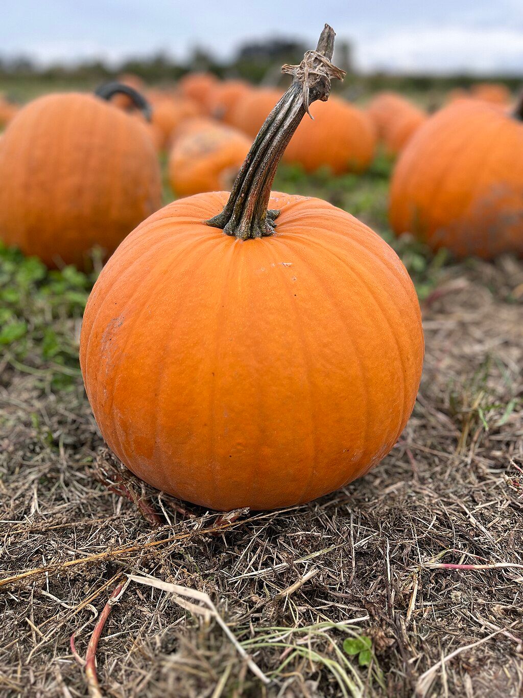 Pumpkin, Medium