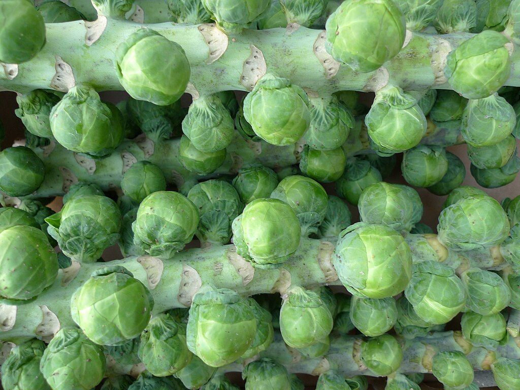 Brussels Sprouts on the stalk
