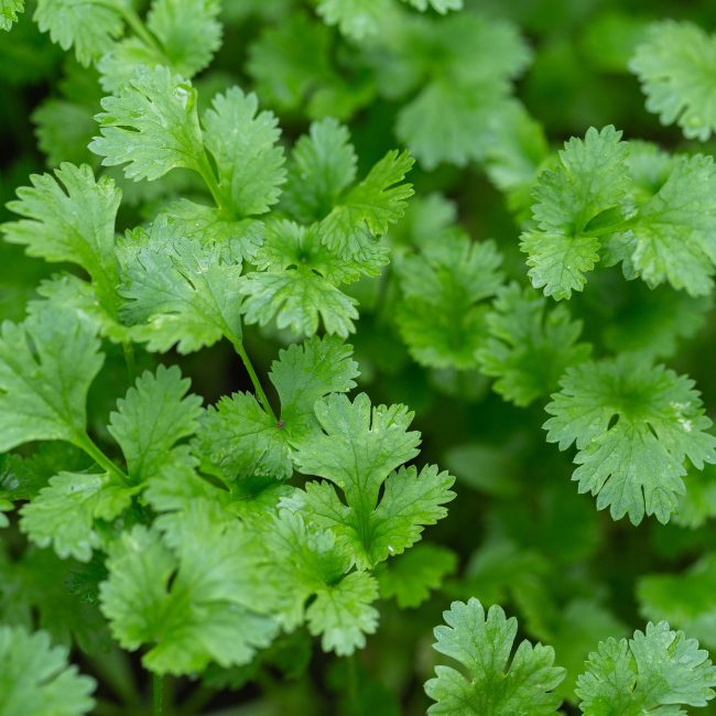 Coriander (40g)