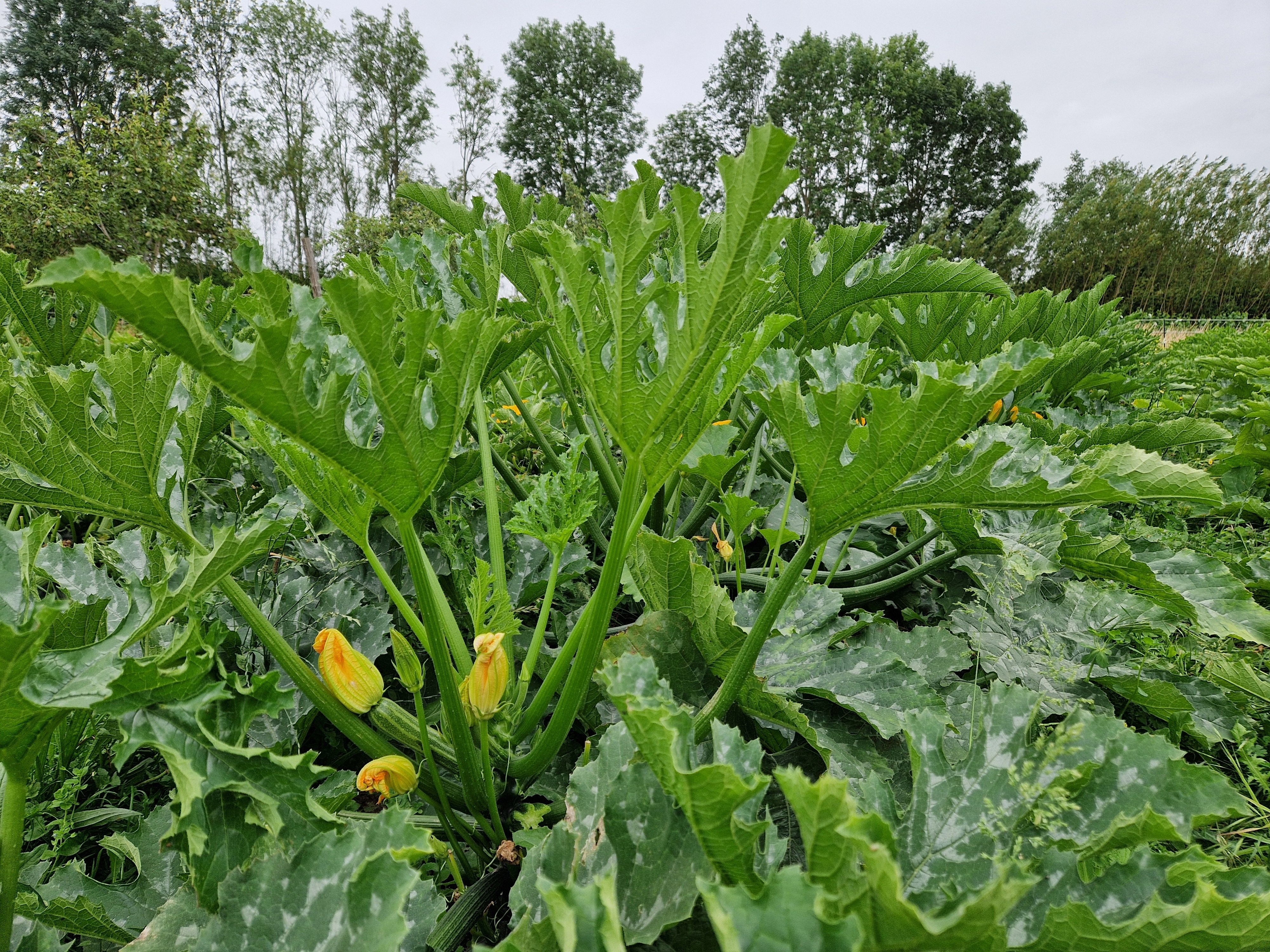 Image of Courgettes
