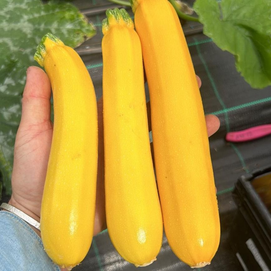 Golden Courgettes