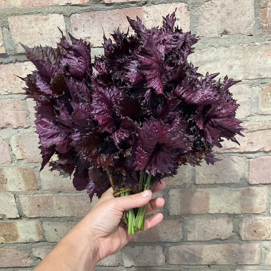 Red Shiso